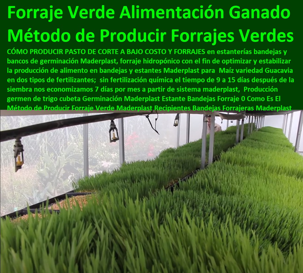 Producción germen de trigo cubeta Germinación Maderplast Estante Bandejas Ganaderías Tecnificadas, Explotación Ganadera Automatizada, Sistemas de Pastoreo, Estabulación de Ganado, Pastoreo Intensivo, Establos, Corrales, Saladeros, Comederos, Cerramientos, Postes, Ganaderías Tecnificadas,  Forraje 0 Como Es El Método de Producir Forraje Verde Maderplast 0 Recipientes Bandejas Forrajeras Maderplast 0 Forrajes Verdes en La Alimentación De Ganado Producción germen de trigo cubeta Germinación Maderplast Estante Bandejas Forraje 0 Como Es El Método de Producir Forraje Verde Maderplast 0 Recipientes Bandejas Forrajeras Maderplast 0 Forrajes Verdes en La Alimentación De Ganado